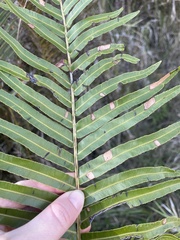 Telmatoblechnum indicum