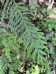 Thuja plicata