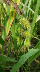 Sparganium emersum