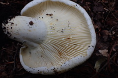 Lactifluus subvellereus