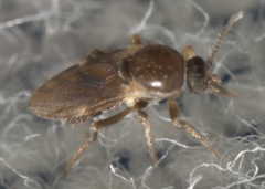 Forcipomyia bipunctata