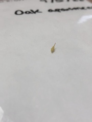 Hemiptera
