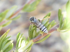 Bembicinae