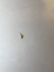 Hemiptera