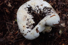 Lactifluus subvellereus