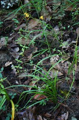 Echeandia mexicana