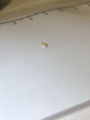 Hemiptera