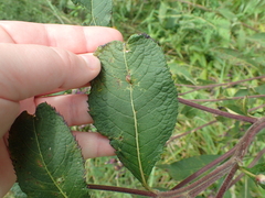 Neolasioptera vernoniae