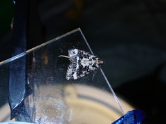 Pseudocoremia leucelaea