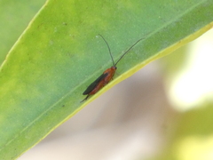 Braconinae