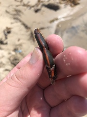 Panulirus interruptus