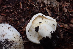 Lactifluus subvellereus