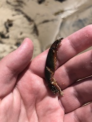 Panulirus interruptus