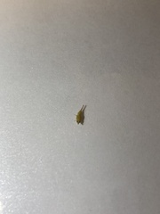 Hemiptera