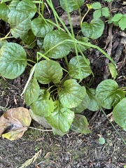 Pyrola asarifolia