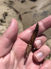 Panulirus interruptus