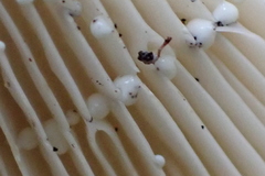 Lactifluus subvellereus