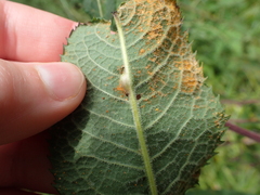 Coleosporium vernoniae