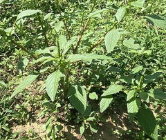 Amaranthus hybridus