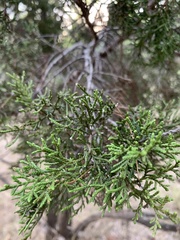 Juniperus ashei