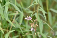 Desmodium paniculatum