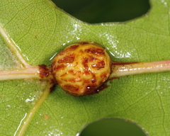 Kokkocynips decidua