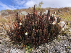 Cassiope tetragona