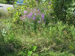 Symphyotrichum novae-angliae