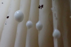 Lactifluus subvellereus