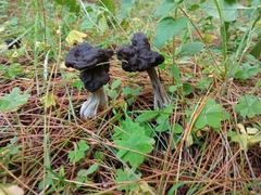 Helvella vespertina