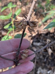 Salvia lyrata