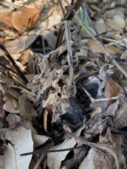 Salvia lyrata
