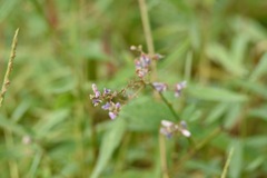 Desmodium paniculatum