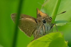 Polites themistocles