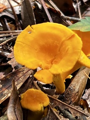 Cantharellus