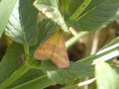 Pyrausta laticlavia