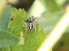 Habronattus pyrrithrix