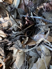 Salvia lyrata