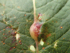 Coleosporium vernoniae