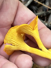 Cantharellus