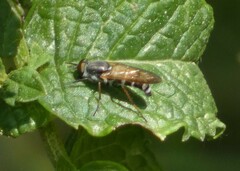 Ozodiceromyia nigrimana