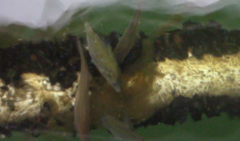 Cymatogaster aggregata