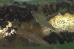 Cymatogaster aggregata