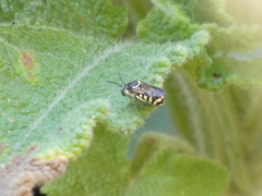 Dianthidium