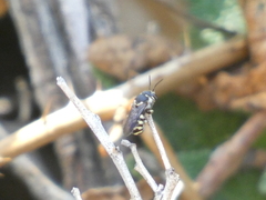 Dianthidium