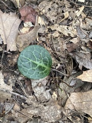 Pyrola americana