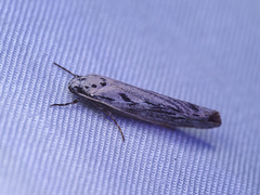 Ethmia discostrigella
