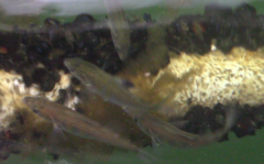 Cymatogaster aggregata