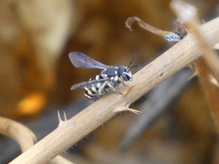 Dianthidium