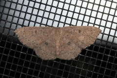 Cyclophora
